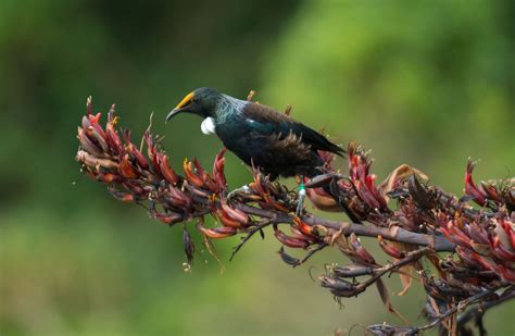 The Harmonious Symbiosis of Tui Birds and Jacaranda Flowers